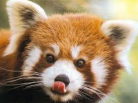 Click image for larger version. 

Name:	redpanda.png 
Views:	0 
Size:	105.9 KB 
ID:	12600