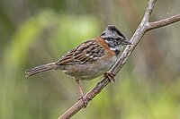 Click image for larger version. 

Name:	Rufous-collared_sparrow.jpg 
Views:	3 
Size:	135.1 KB 
ID:	91123